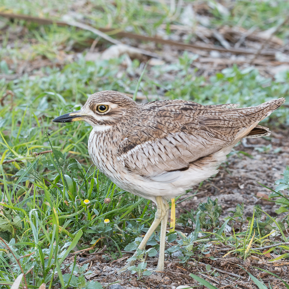 Oedicnème vermiculé (Water thick-knee, Burhinus vermiculatus), Bassins de décantation de Strandfontein, False Bay Nature Reserve.